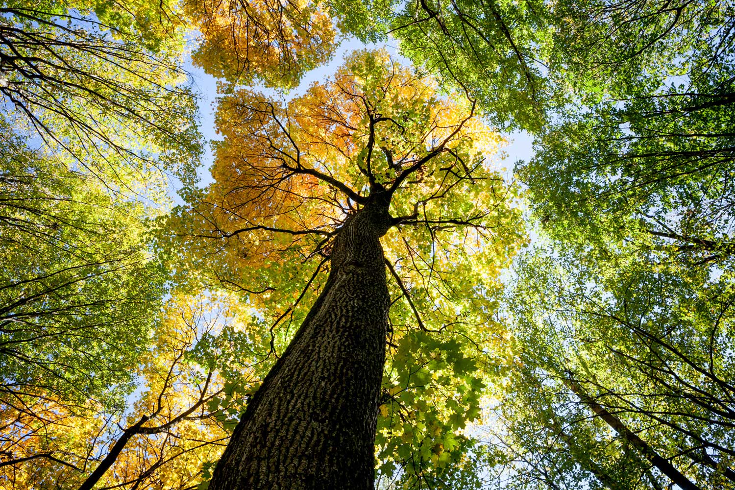 Histoires, récits, légendes sur les arbres remarquables des Pyrénées Centrales